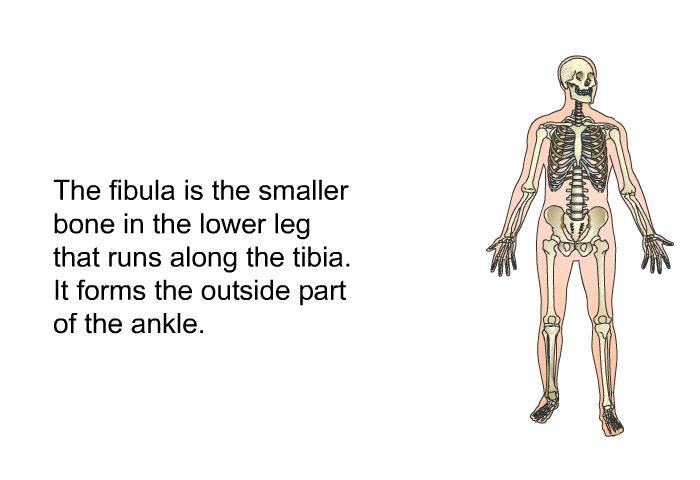 The fibula is the smaller bone in the lower leg that runs along the tibia. It forms the outside part of the ankle.