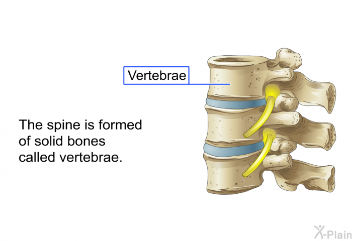 The spine is formed of solid bones called vertebrae.