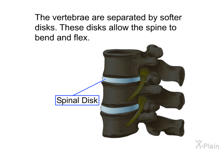 The vertebrae are separated by softer disks. These disks allow the spine to bend and flex.