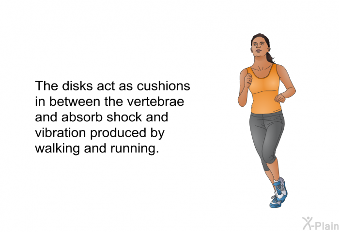 The disks act as cushions in between the vertebrae and absorb shock and vibration produced by walking and running.