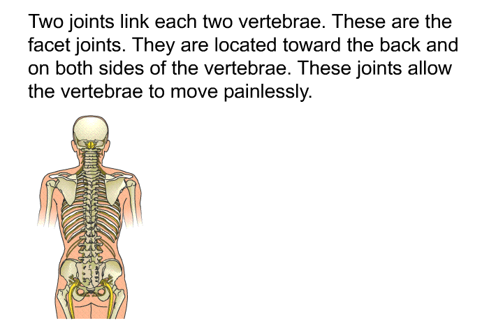 Two joints link each two vertebrae. These are the facet joints. They are located toward the back and on both sides of the vertebrae. These joints allow the vertebrae to move painlessly.