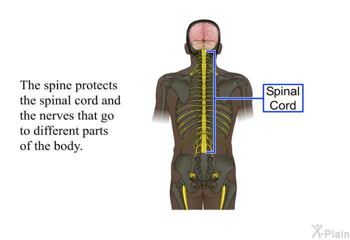 The spine protects the spinal cord and the nerves that go to dif­ferent parts of the body.