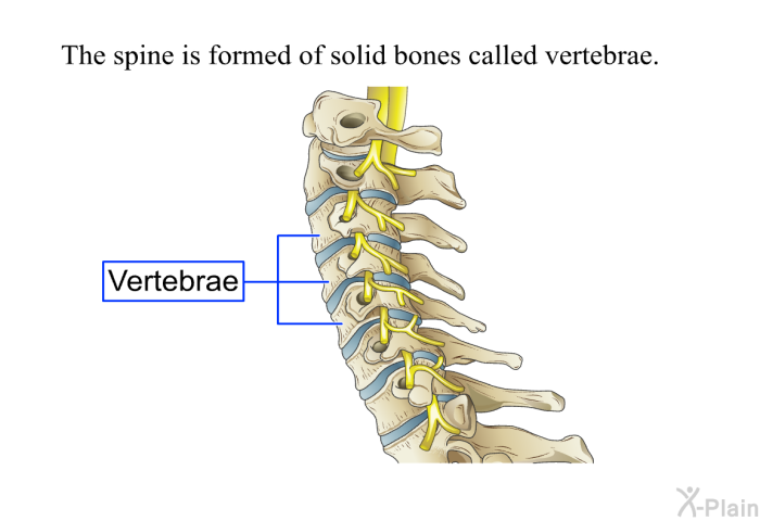 The spine is formed of solid bones called vertebrae.