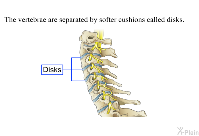 The vertebrae are separated by softer cushions called disks.