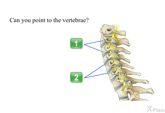 Can you point to the vertebrae?