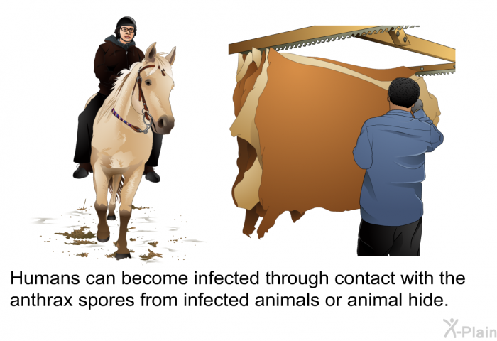 Humans can become infected through contact with the anthrax spores from infected animals or animal hide.