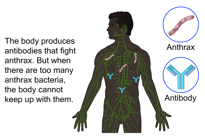 The body produces antibodies that fight anthrax. But when there are too many anthrax bacteria, the body cannot keep up with them.