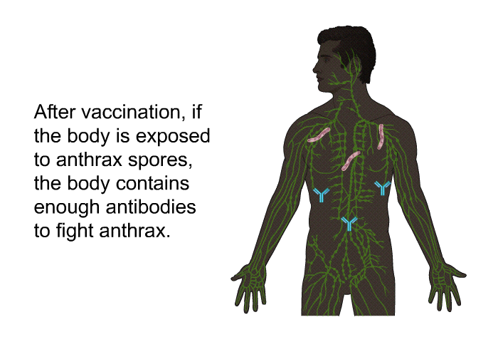 After vaccination, if the body is exposed to anthrax spores, the body contains enough antibodies to fight anthrax.