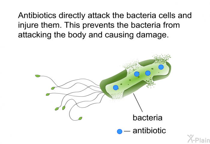 Antibiotics directly attack the bacteria cells and injure them. This prevents the bacteria from attacking the body and causing damage.