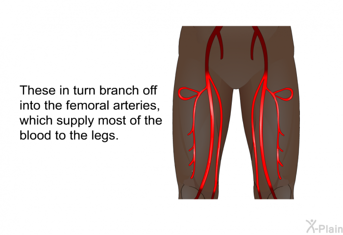 These in turn branch off into the femoral arteries, which supply most of the blood to the legs.