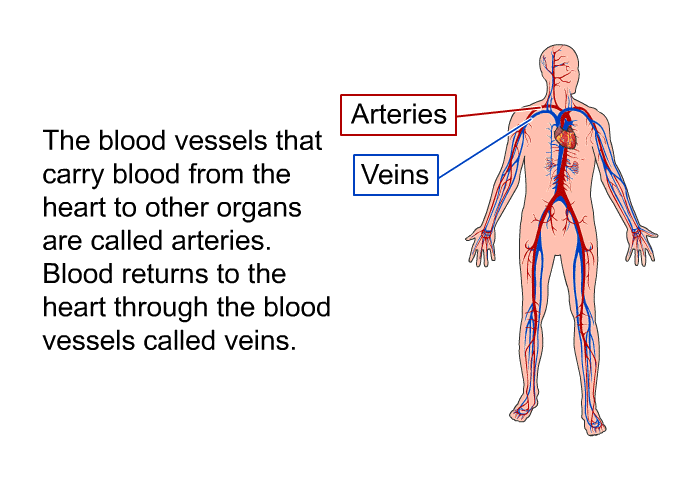 The blood vessels that carry blood from the heart to other organs are called arteries. Blood returns to the heart through the blood vessels called veins.