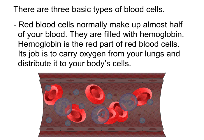 There are three basic types of blood cells.  Red blood cells normally make up almost half of your blood. They are filled with hemoglobin. Hemoglobin is the red part of red blood cells. Its job is to carry oxygen from your lungs and distribute it to your body's cells.