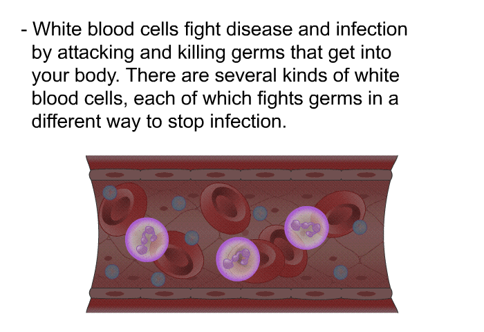 White blood cells fight disease and infection by attacking and killing germs that get into your body. There are several kinds of white blood cells, each of which fights germs in a different way to stop infection.