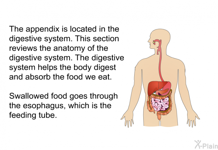 The appendix is located in the digestive system. This section reviews the anatomy of the digestive system. The digestive system helps the body digest and absorb the food we eat. Swallowed food goes through the esophagus, which is the feeding tube.