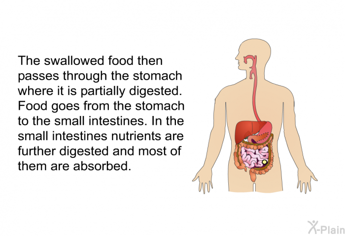 The swallowed food then passes through the stomach where it is partially digested. Food goes from the stomach to the small intestines. In the small intestines nutrients are further digested and most of them are absorbed.