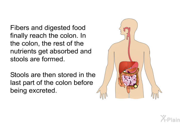 Fibers and digested food finally reach the colon. In the colon, the rest of the nutrients get absorbed and stools are formed. Stools are then stored in the last part of the colon before being excreted.