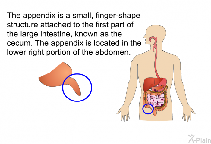 The appendix is a small, finger-like structure attached to the first part of the large intestine, known as the cecum. The appendix is located in the lower right portion of the abdomen.