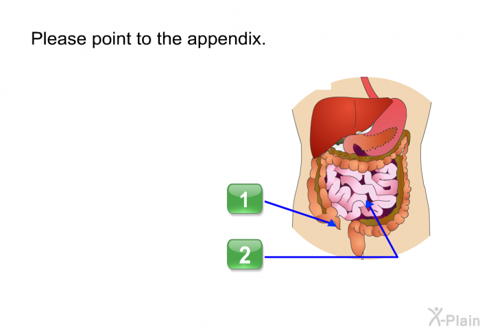 Please point to the area of the body where the appendix is located. Press A or B.