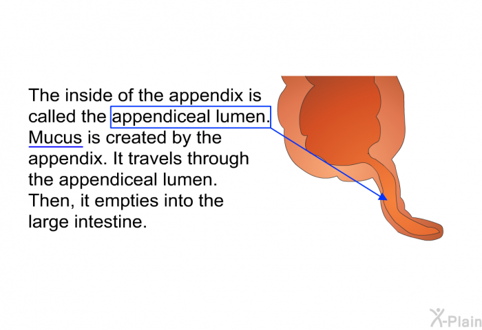 The inside of the appendix is called the appendiceal lumen. Mucus is created by the appendix. It travels through the appendiceal lumen. Then, it empties into the large intestine.