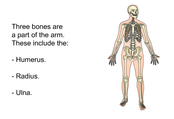 Three bones are a part of the arm. These include the:  Humerus. Radius. Ulna.