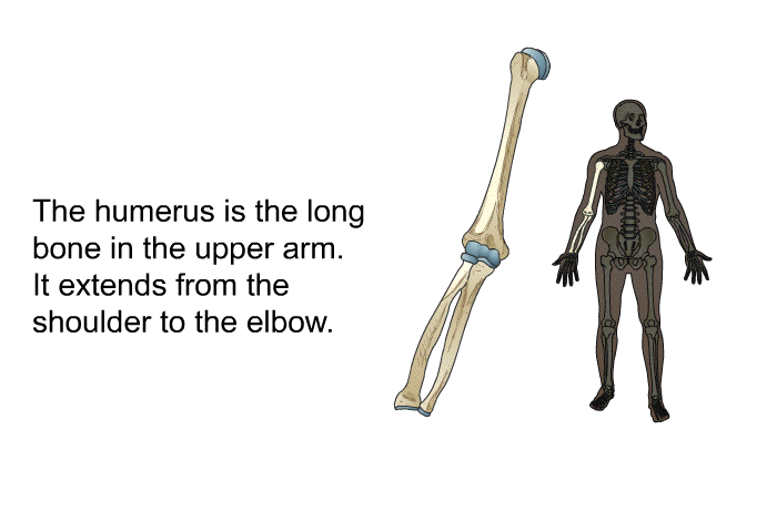 The humerus is the long bone in the upper arm. It extends from the shoulder to the elbow.