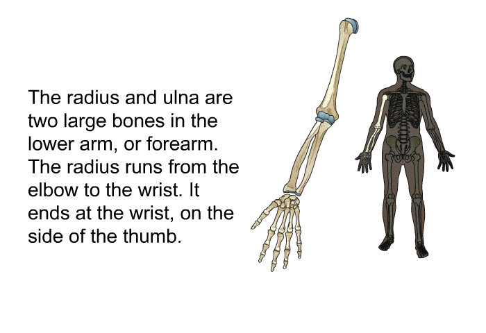 The radius and ulna are two large bones in the lower arm, or forearm. The radius runs from the elbow to the wrist. It ends at the wrist, on the side of the thumb.