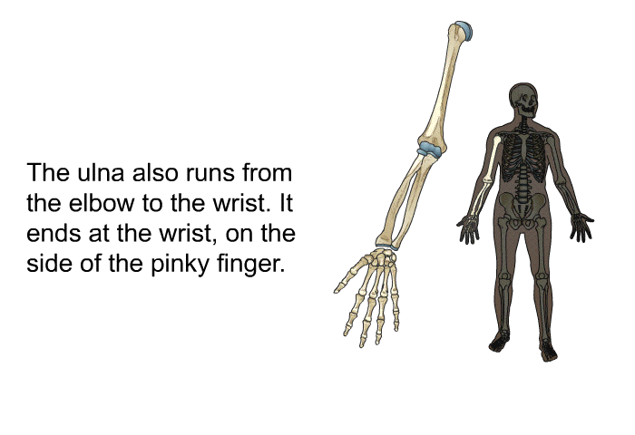 The ulna also runs from the elbow to the wrist. It ends at the wrist, on the side of the pinky finger.