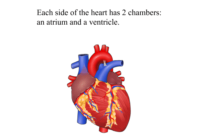 Each side of the heart has 2 chambers: an atrium and a ventricle.