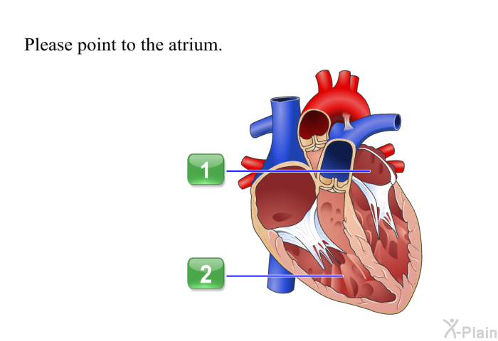 Please point to the atrium.