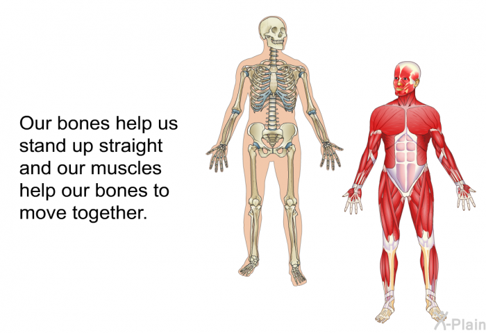 Our bones help us stand up straight and our muscles help our bones to move together.