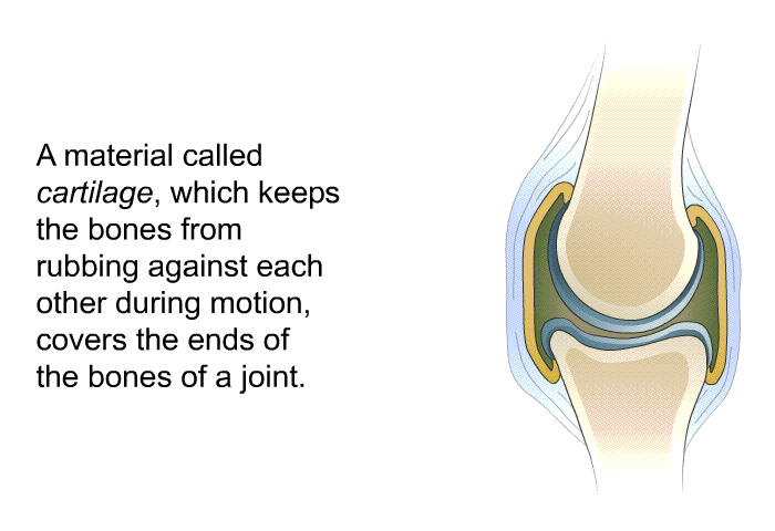 A material called <I>cartilage</I>, which keeps the bones from rubbing against each other during motion, covers the ends of the bones of a joint.