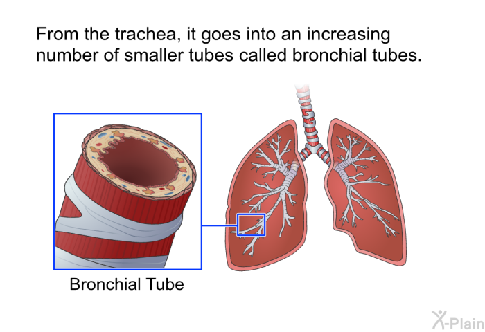 From the trachea, it goes into an increasing number of smaller tubes called bronchial tubes.