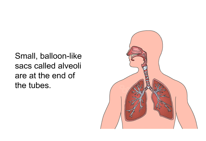 Small, balloon-like sacs called alveoli are at the end of the tubes.
