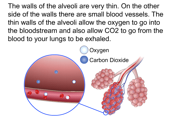 The walls of the alveoli are very thin. On the other side of the walls there are small blood vessels. The thin walls of the alveoli allow the oxygen to go into the bloodstream and also allow CO2 to go from the blood to your lungs to be exhaled.