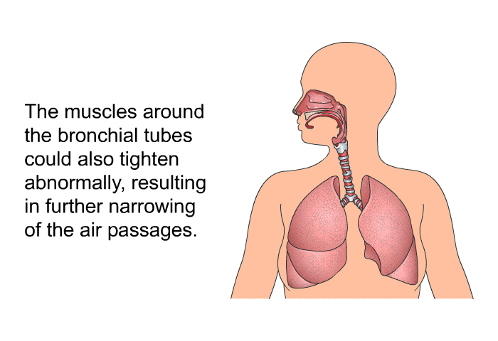 The muscles around the bronchial tubes could also tighten abnormally, resulting in further narrowing of the air passages.