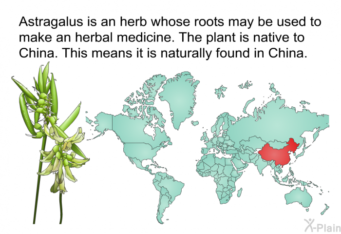 Astragalus is an herb whose roots may be used to make an herbal medicine. The plant is native to China. This means it is naturally found in China.