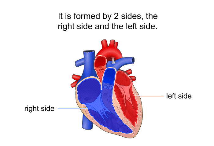 It is formed by 2 sides, the right side and the left side.