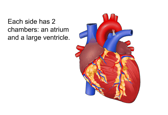 Each side has 2 chambers: an atrium and a large ventricle.