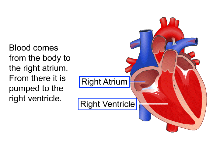 Blood comes from the body to the right atrium. From there it is pumped to the right ventricle.
