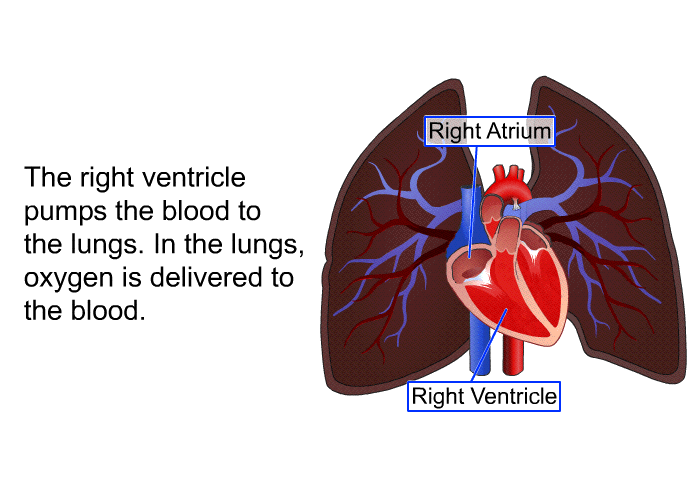 The right ventricle pumps the blood to the lungs. In the lungs, oxygen is delivered to the blood.