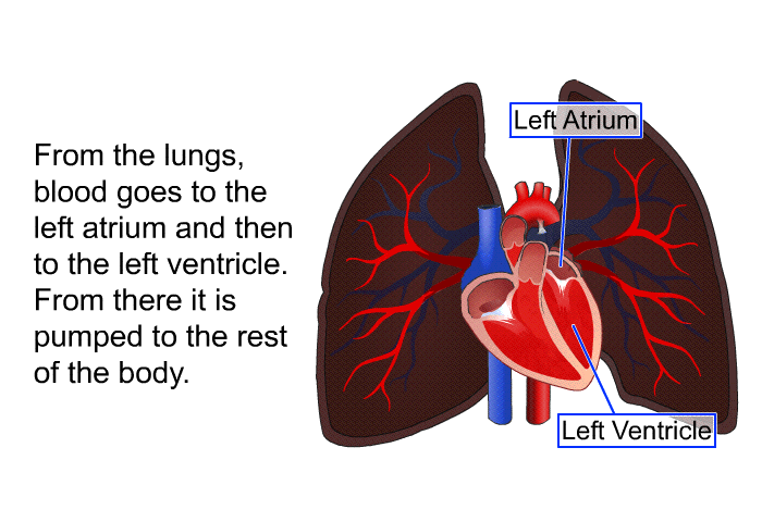 From the lungs, blood goes to the left atrium and then to the left ventricle. From there it is pumped to the rest of the body.