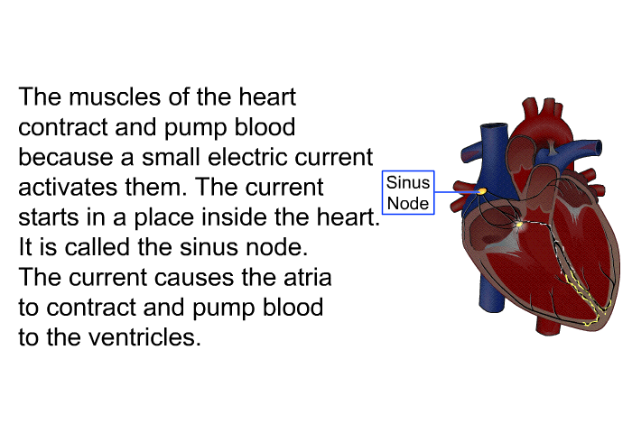 The muscles of the heart contract and pump blood because a small electric current activates them. The current starts in a place inside the heart. It is called the sinus node. The current causes the atria to contract and pump blood to the ventricles.