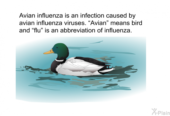 Avian influenza is an infection caused by avian influenza viruses. “Avian” means bird and “flu” is an abbreviation of influenza.