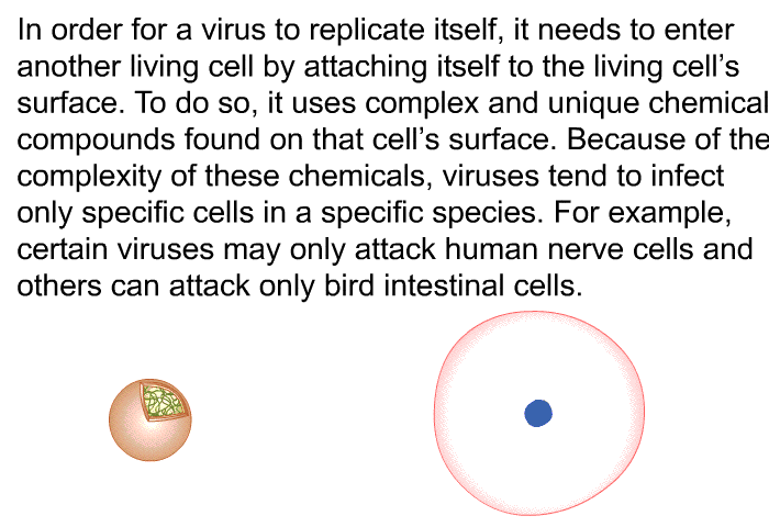 In order for a virus to replicate itself, it needs to enter another living cell by attaching itself to the living cell's surface. To do so, it uses complex and unique chemical compounds found on that cell's surface. Because of the complexity of these chemicals, viruses tend to infect only specific cells in a specific species. For example, certain viruses may only attack human nerve cells and others can attack only bird intestinal cells.