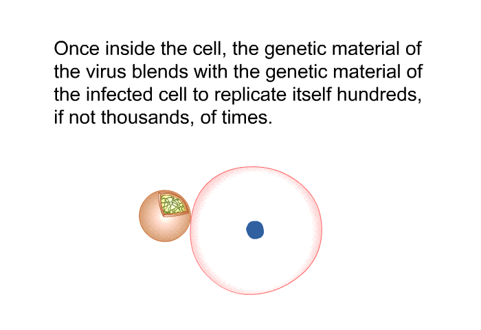 Once inside the cell, the genetic material of the virus blends with the genetic material of the infected cell to replicate itself hundreds, if not thousands, of times.