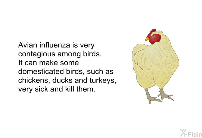 Avian influenza is very contagious among birds. It can make some domesticated birds, such as chickens, ducks and turkeys, very sick and kill them.