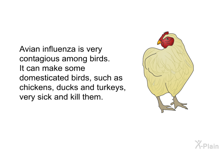 Avian influenza is very contagious among birds. It can make some domesticated birds, such as chickens, ducks and turkeys, very sick and kill them.