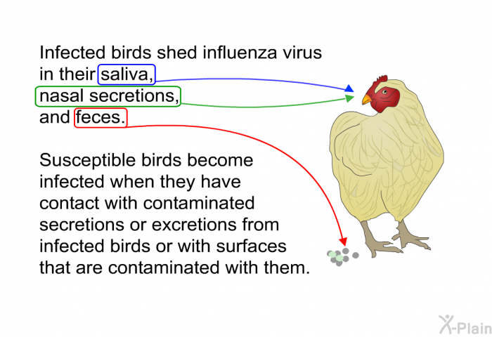 Infected birds shed influenza virus in their saliva, nasal secretions, and feces. Susceptible birds become infected when they have contact with contaminated secretions or excretions from infected birds or with surfaces that are contaminated with them.