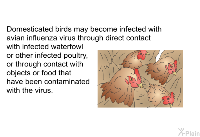 Domesticated birds may become infected with avian influenza virus through direct contact with infected waterfowl or other infected poultry, or through contact with objects or food that have been contaminated with the virus.