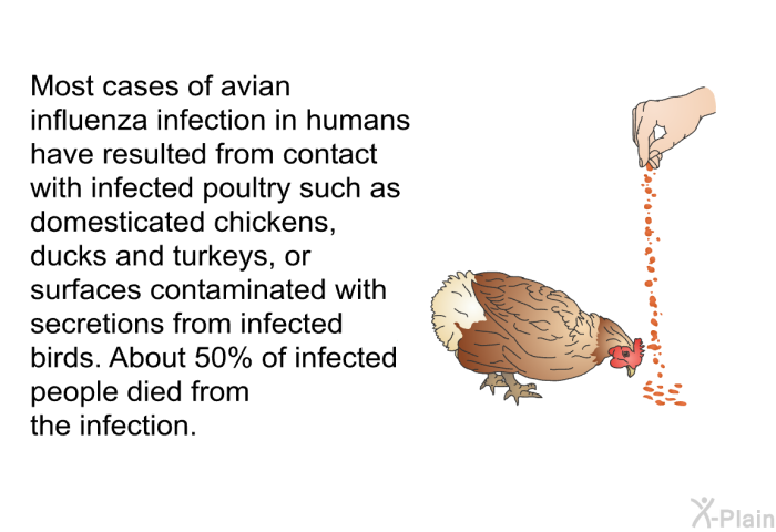 Most cases of avian influenza infection in humans have resulted from contact with infected poultry such as domesticated chickens, ducks and turkeys, or surfaces contaminated with secretions from infected birds. About 50% of infected people died from the infection.